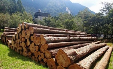 泓森槐与国家储备林补助政策 应对木材进口依赖的战略路径